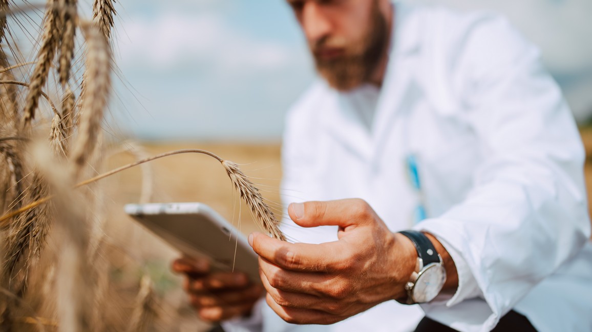 Ein Wissenschaftler kniet in einem Weizenfeld. In seiner rechten Hand hält er ein Smartphone, mit der linken Hand berührt er eine Ähre.